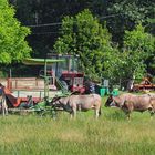 Elevage de vaches Bazadaises