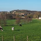 Elevage près de la Charente