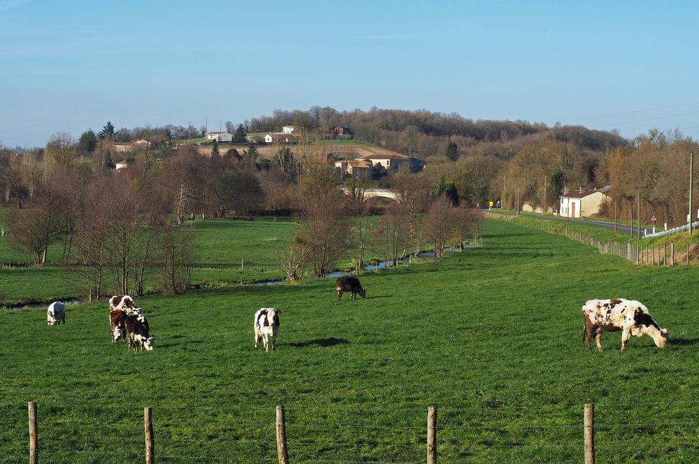 Elevage près de la Charente