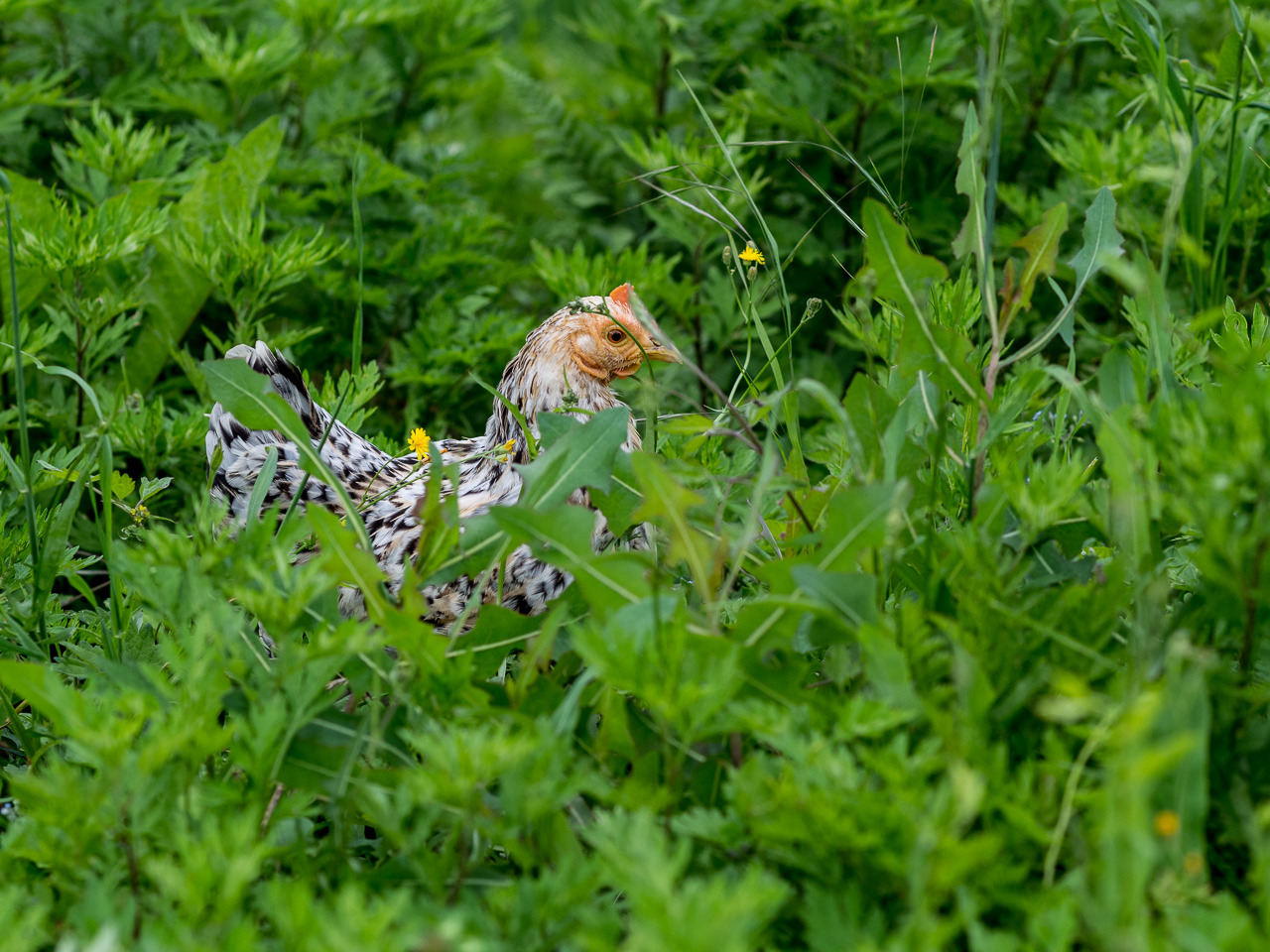 élevée en pleine herbe