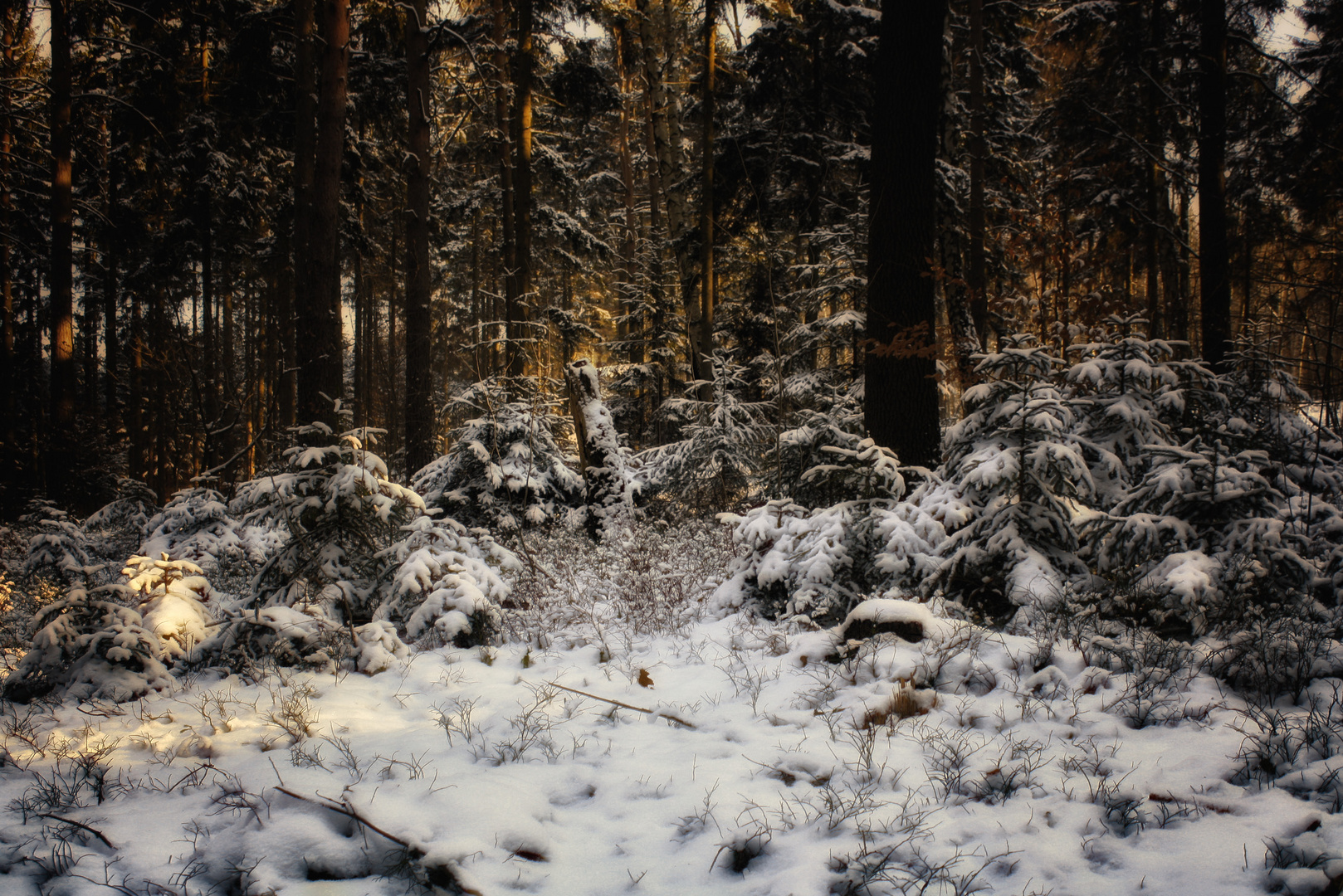 eleven der weihnachtsbäume