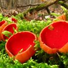 Elfcups