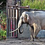 ELFe und ELeFant