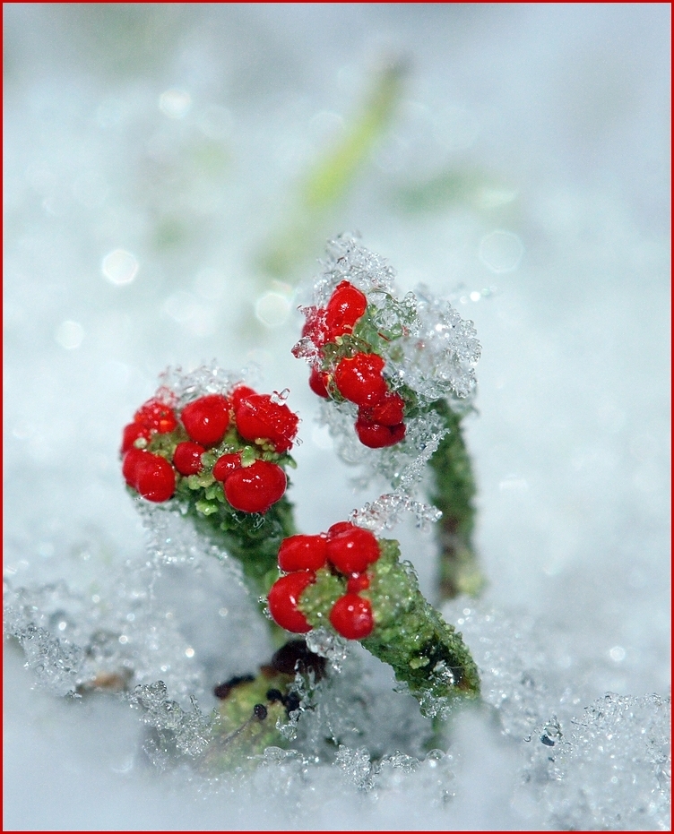 *Elfen-Christbaum *