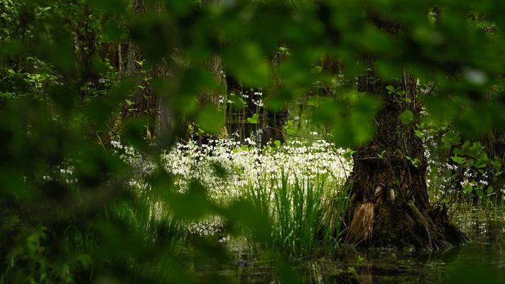 Elfen, Feen und Kobolde ....