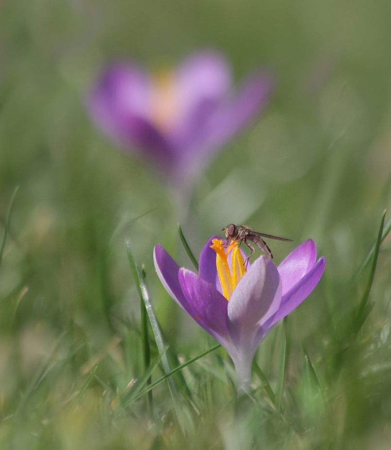 Elfen-Krokus mit Schwebfliege!