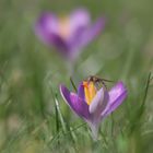 Elfen-Krokus mit Schwebfliege!