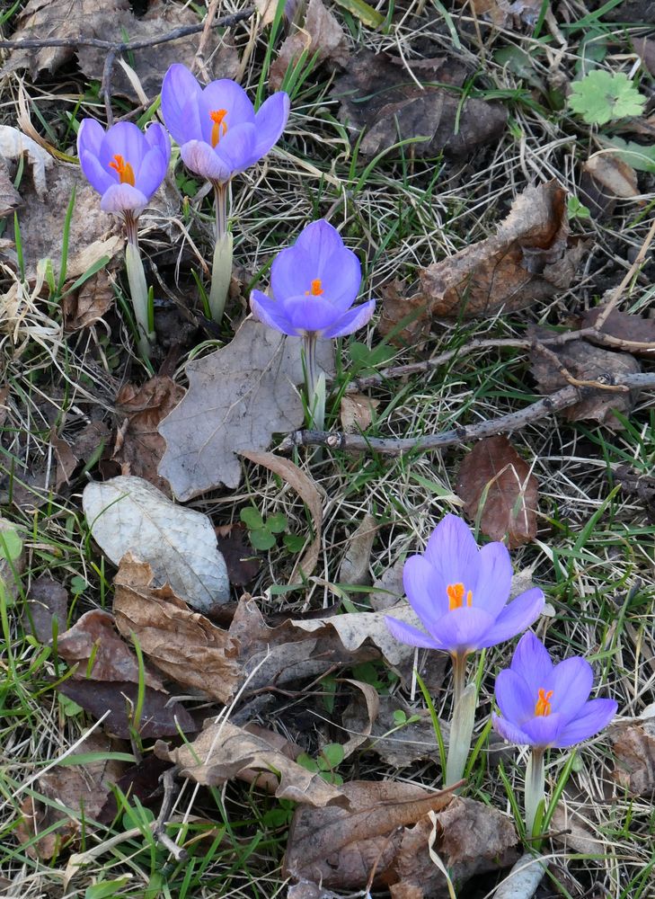 ElfenKrokusse Foto & Bild europe, Österreich, pflanzen, pilze