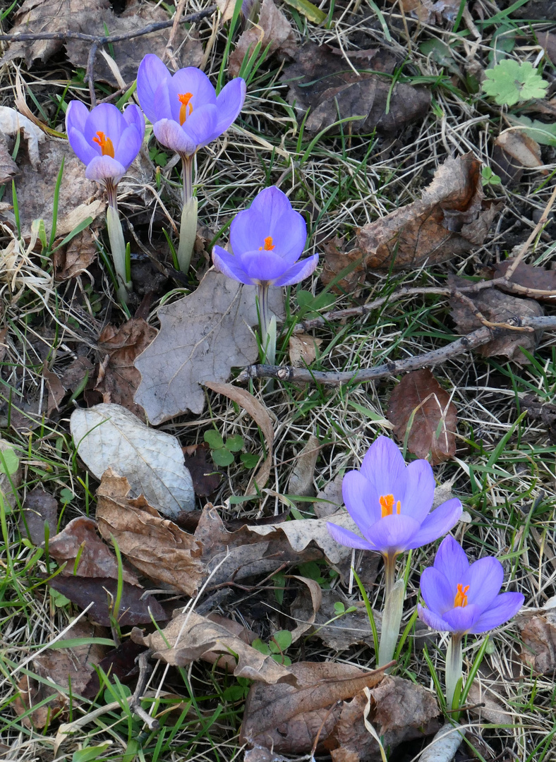 ElfenKrokusse Foto & Bild europe, Österreich, pflanzen, pilze