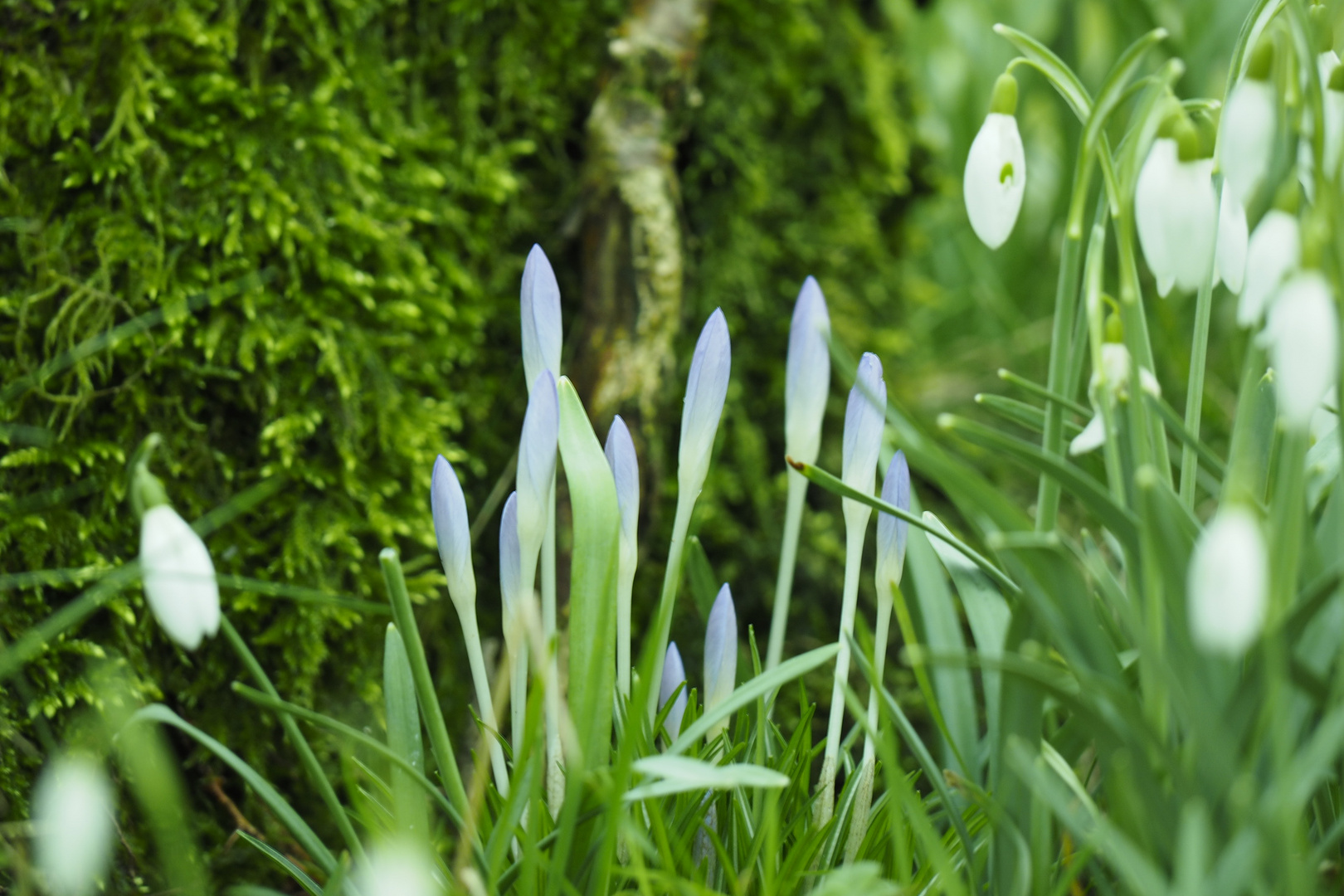 Elfen-Krokusse Februar2024 2200013 