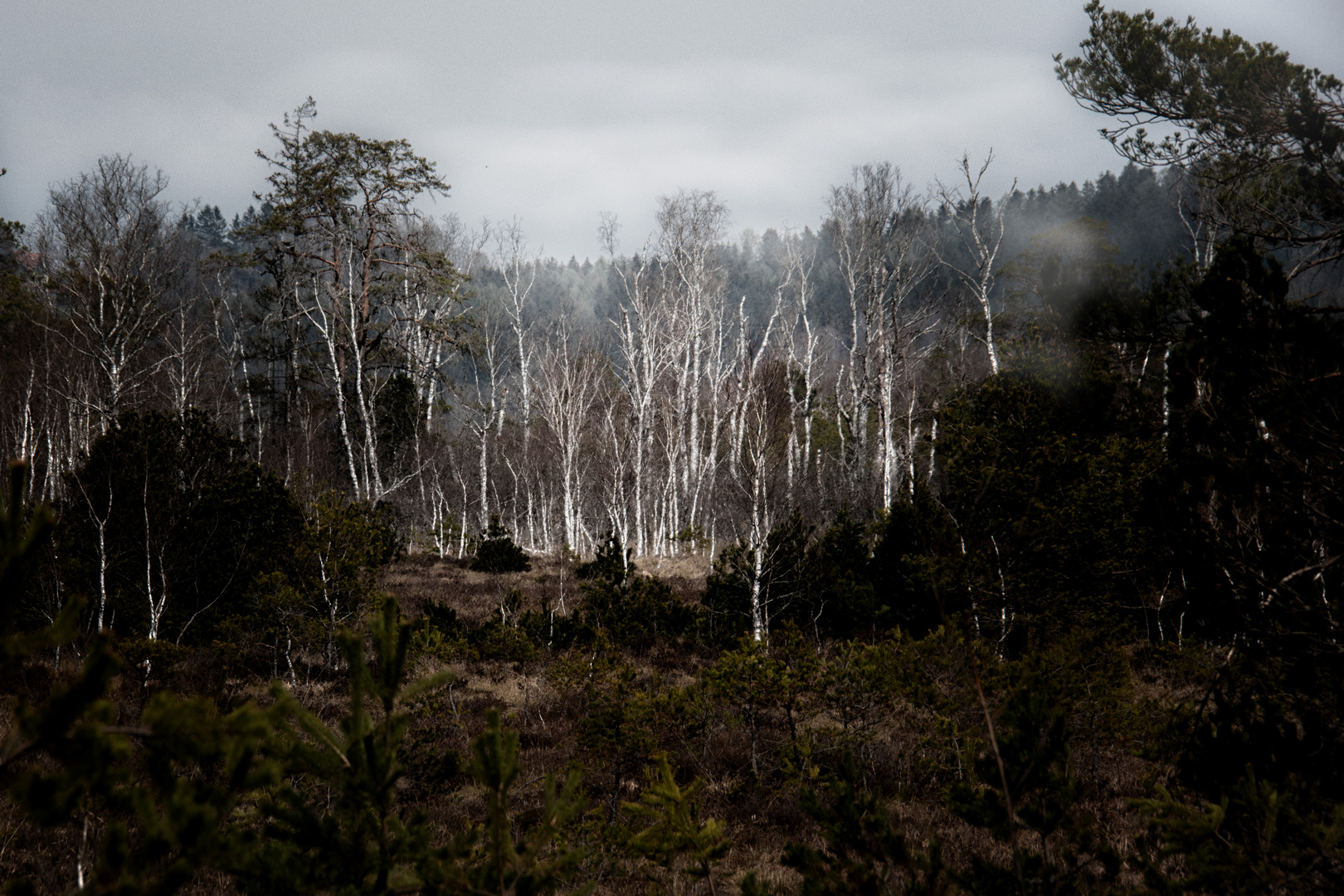 Elfen oder Gespensterwald