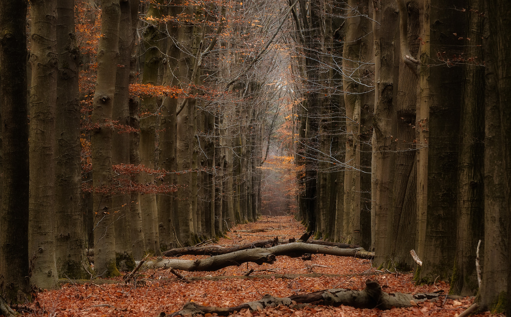 Elfen-Wald