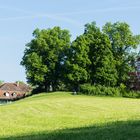 Elfenau - Englischer Landschaftspark I