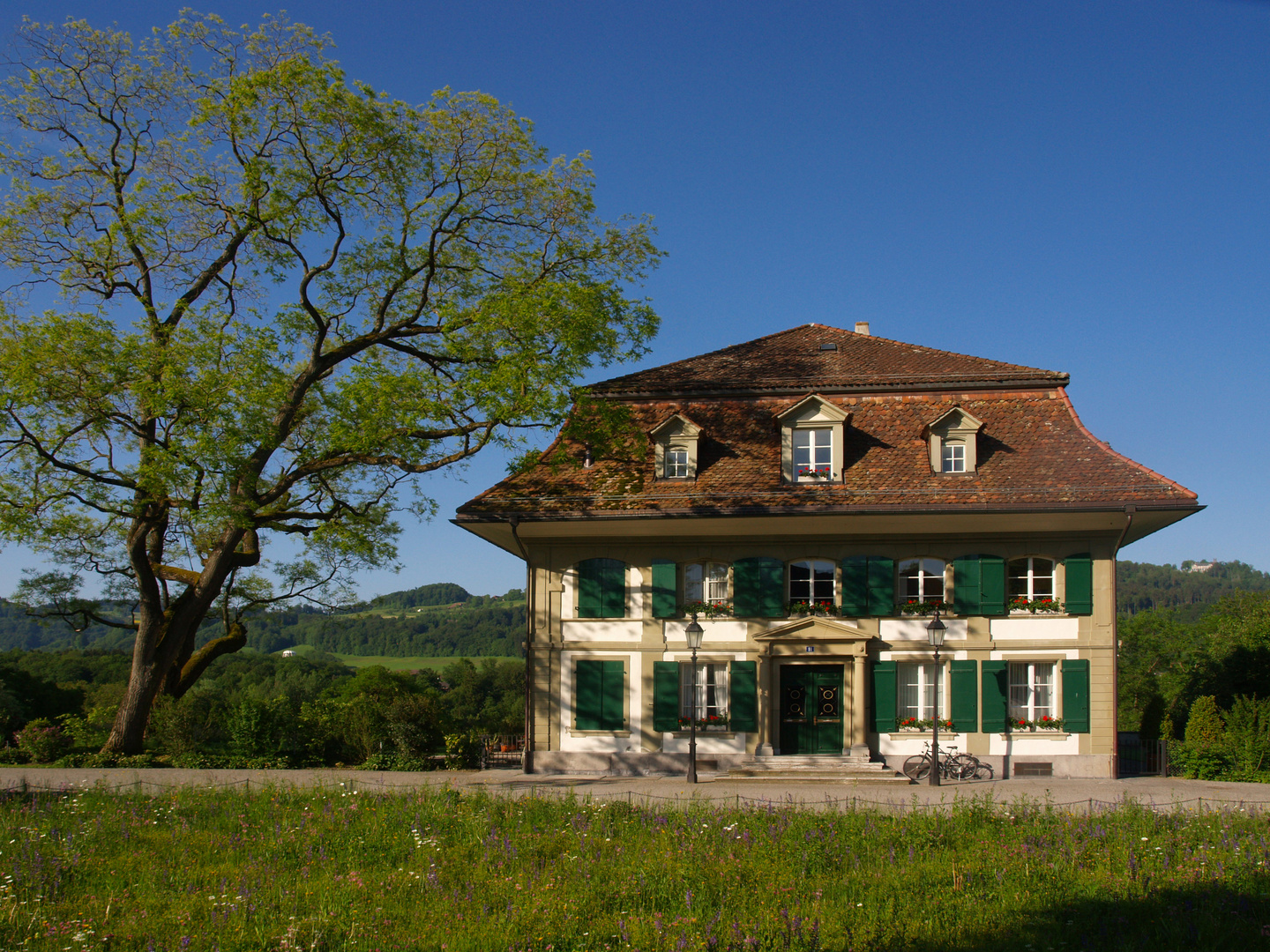 Elfenau mit Sophora