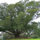 Elfenbaum