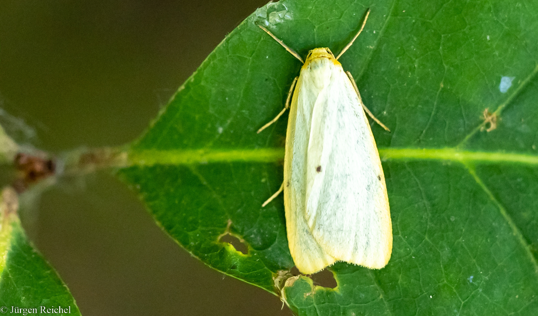 Elfenbein-Flechtenbär ( cybosia mesomella )