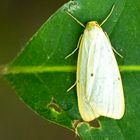 Elfenbein-Flechtenbär ( cybosia mesomella )