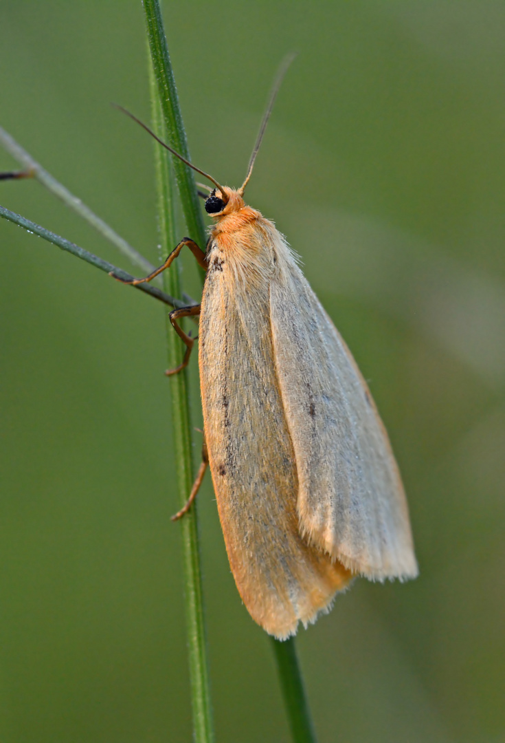 Elfenbein-Flechtenbärchen