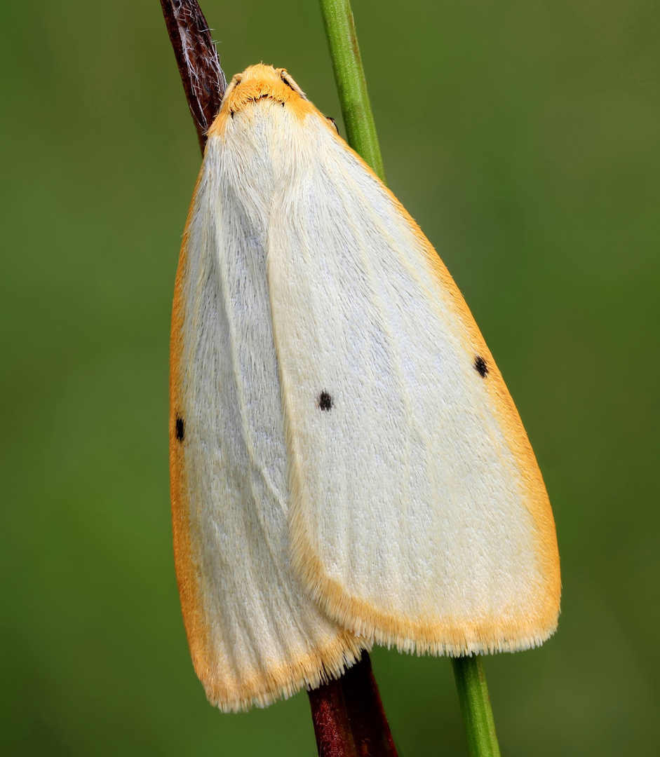 Elfenbein Flechtenbärchen (Cybosia mesomella)