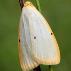 Elfenbein Flechtenbärchen (Cybosia mesomella)