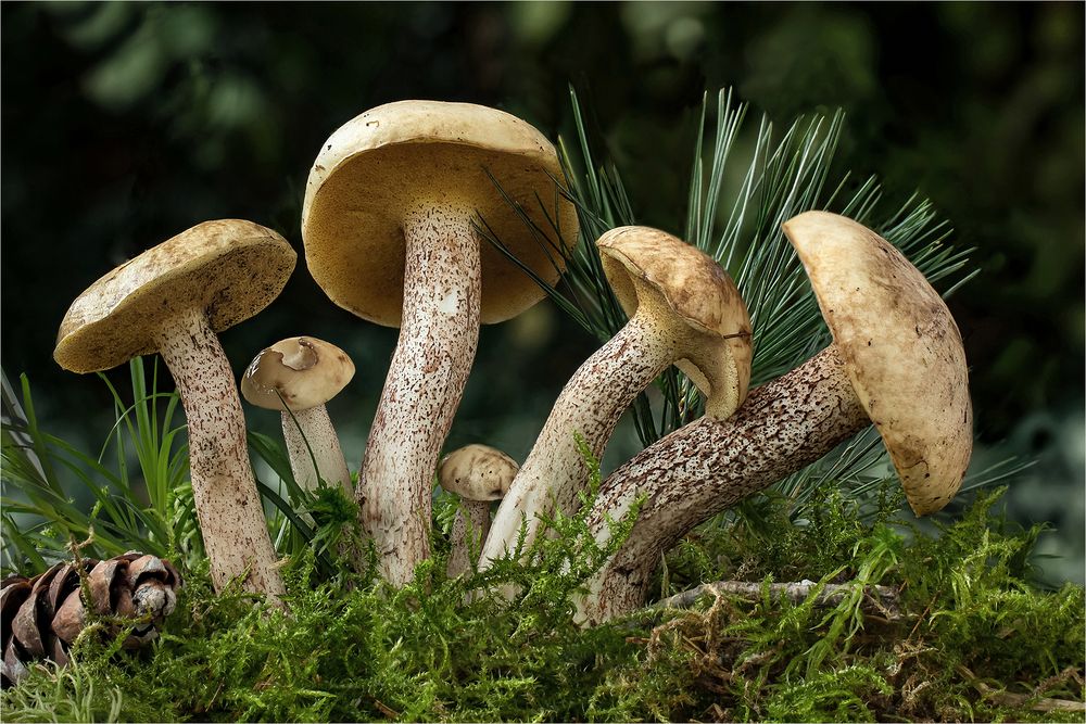 Elfenbein-Röhrling (Suillus placidus)