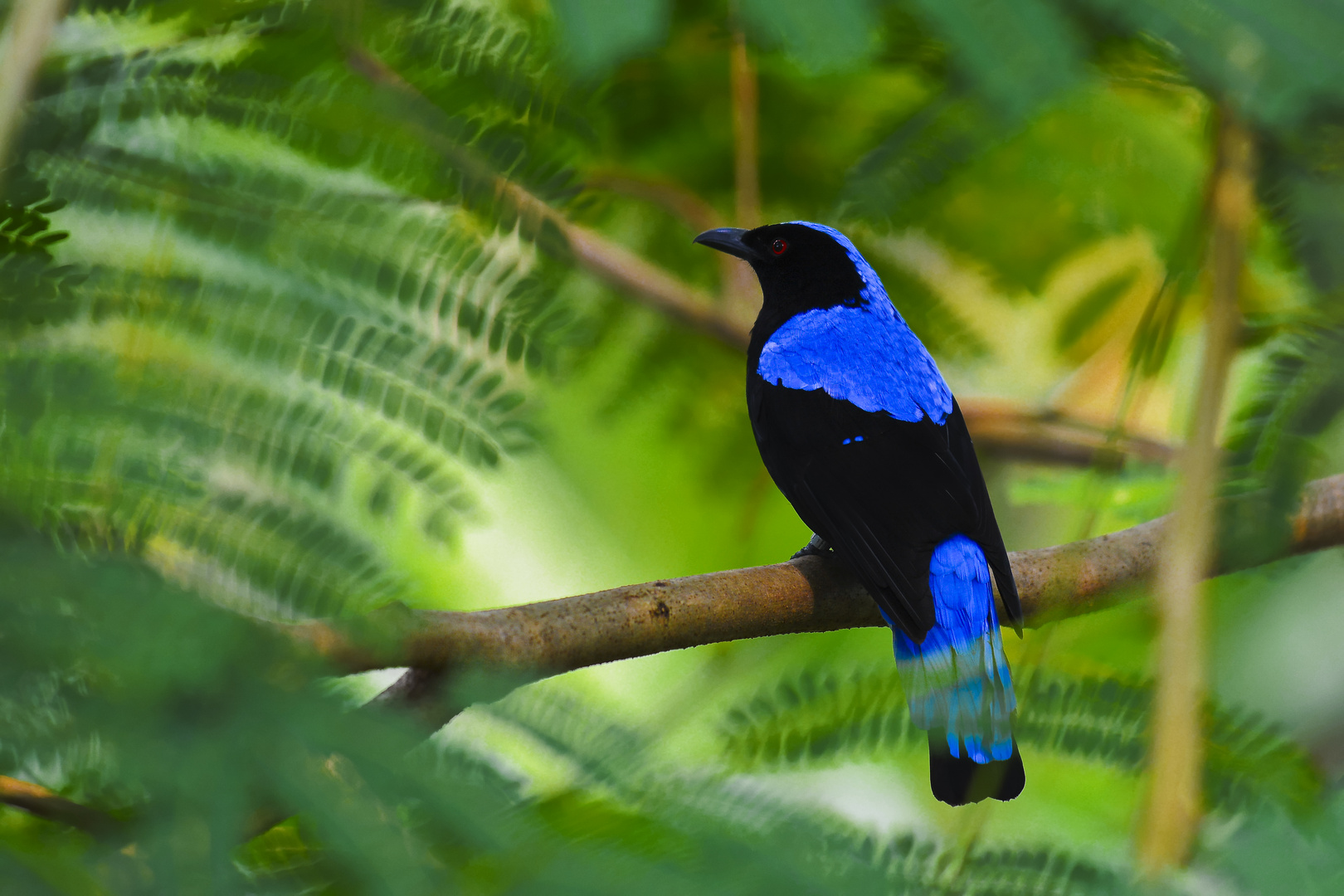 Elfenblauvogel