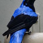 Elfenblauvogel