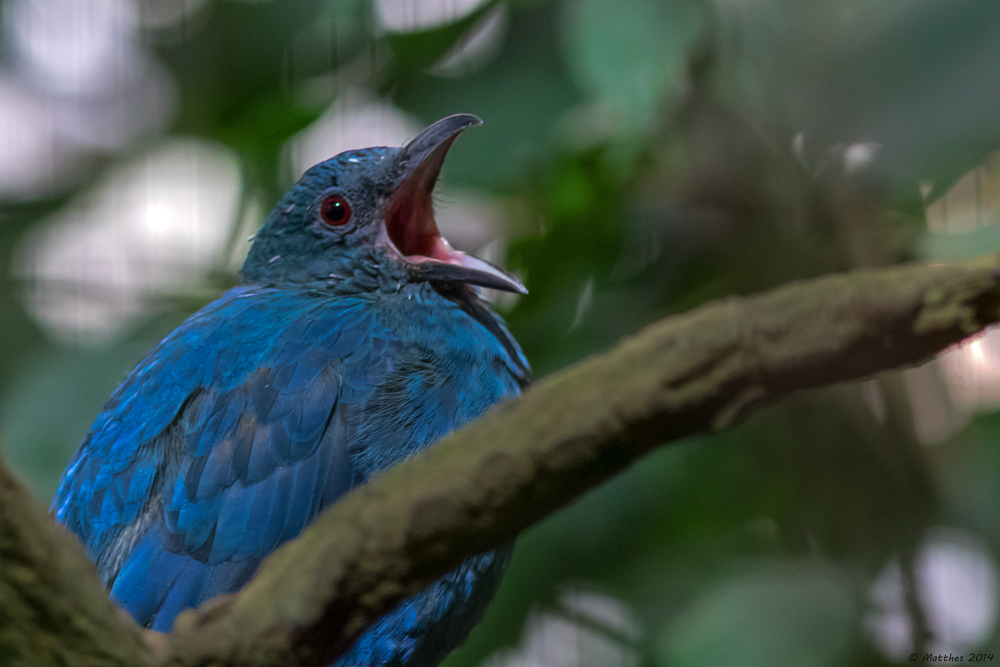 Elfenblauvogel (Weibchen)