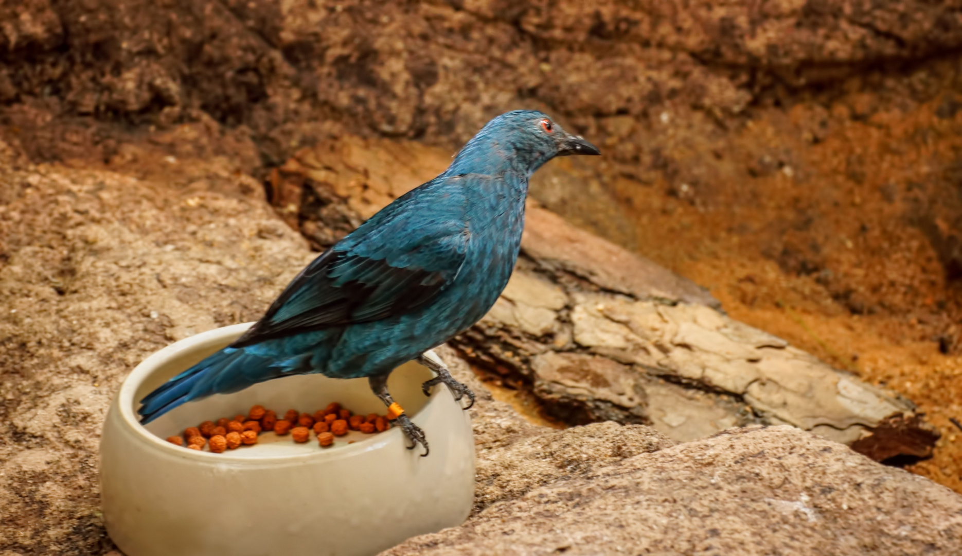 Elfenblauvogel Weibchen