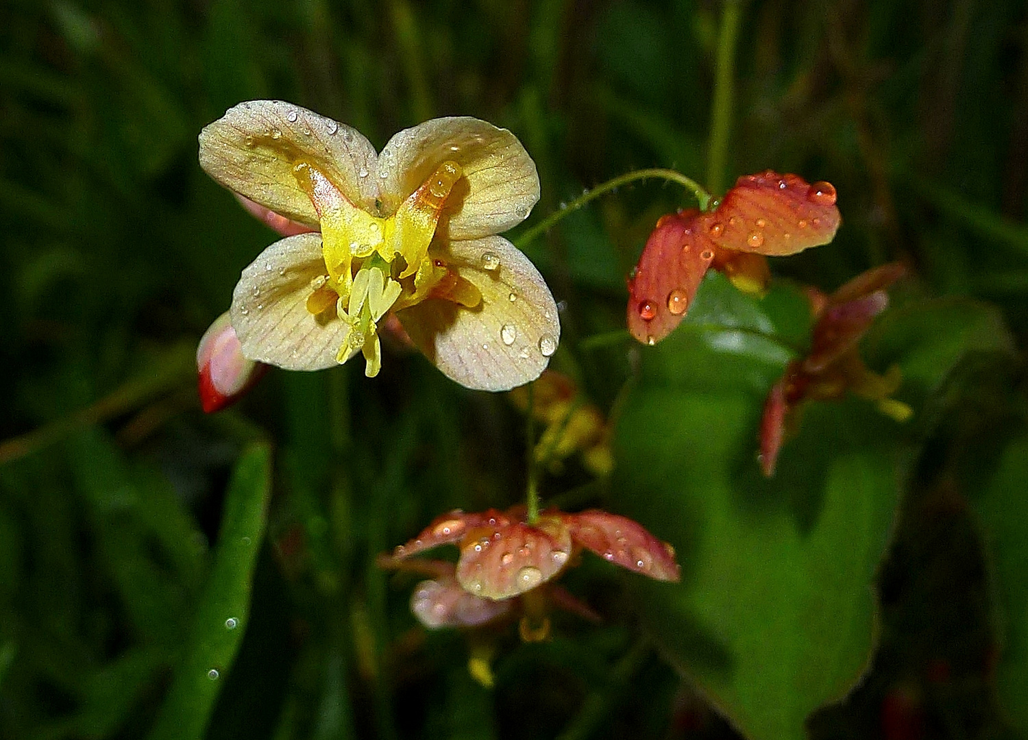 Elfenblume