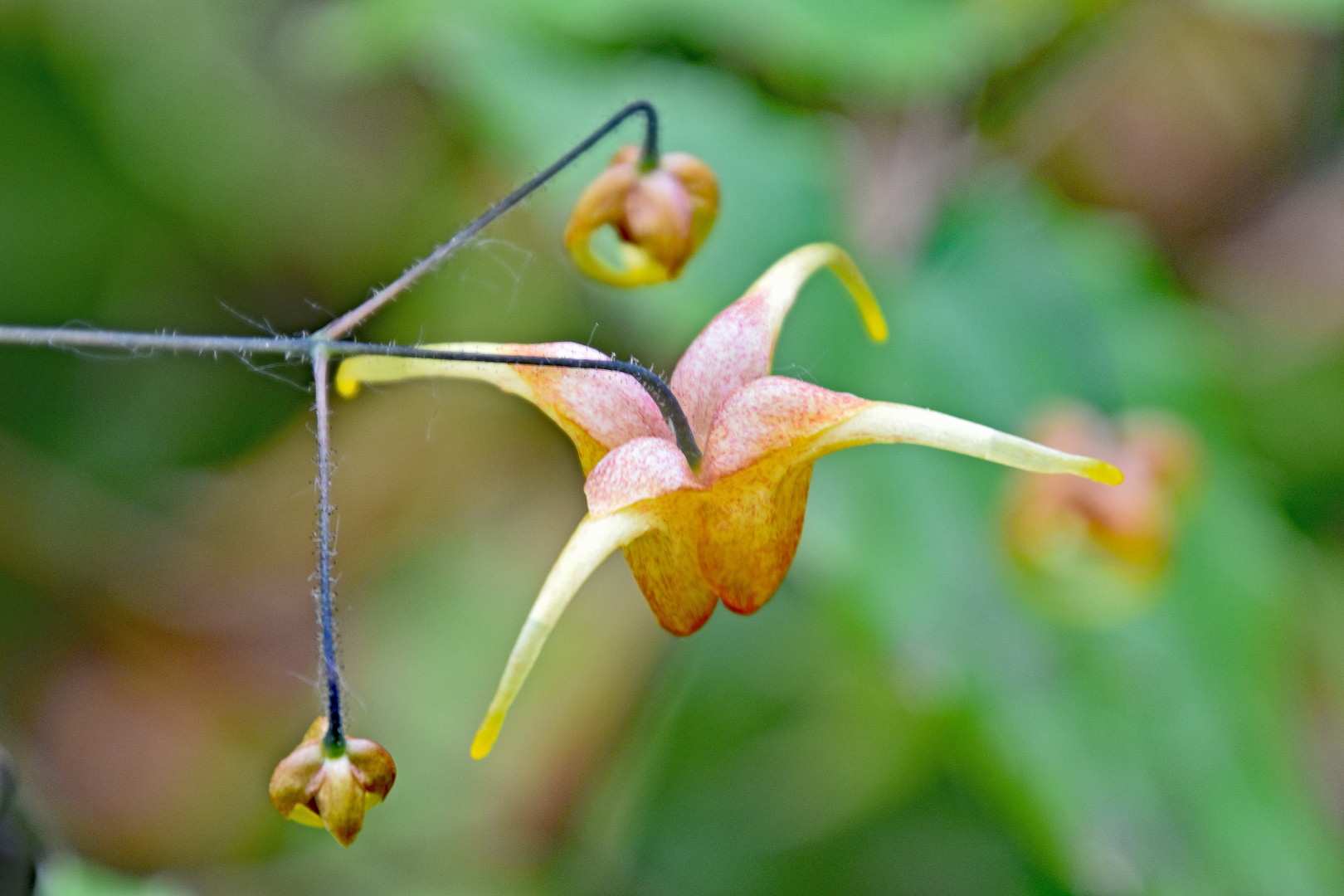 Elfenblume