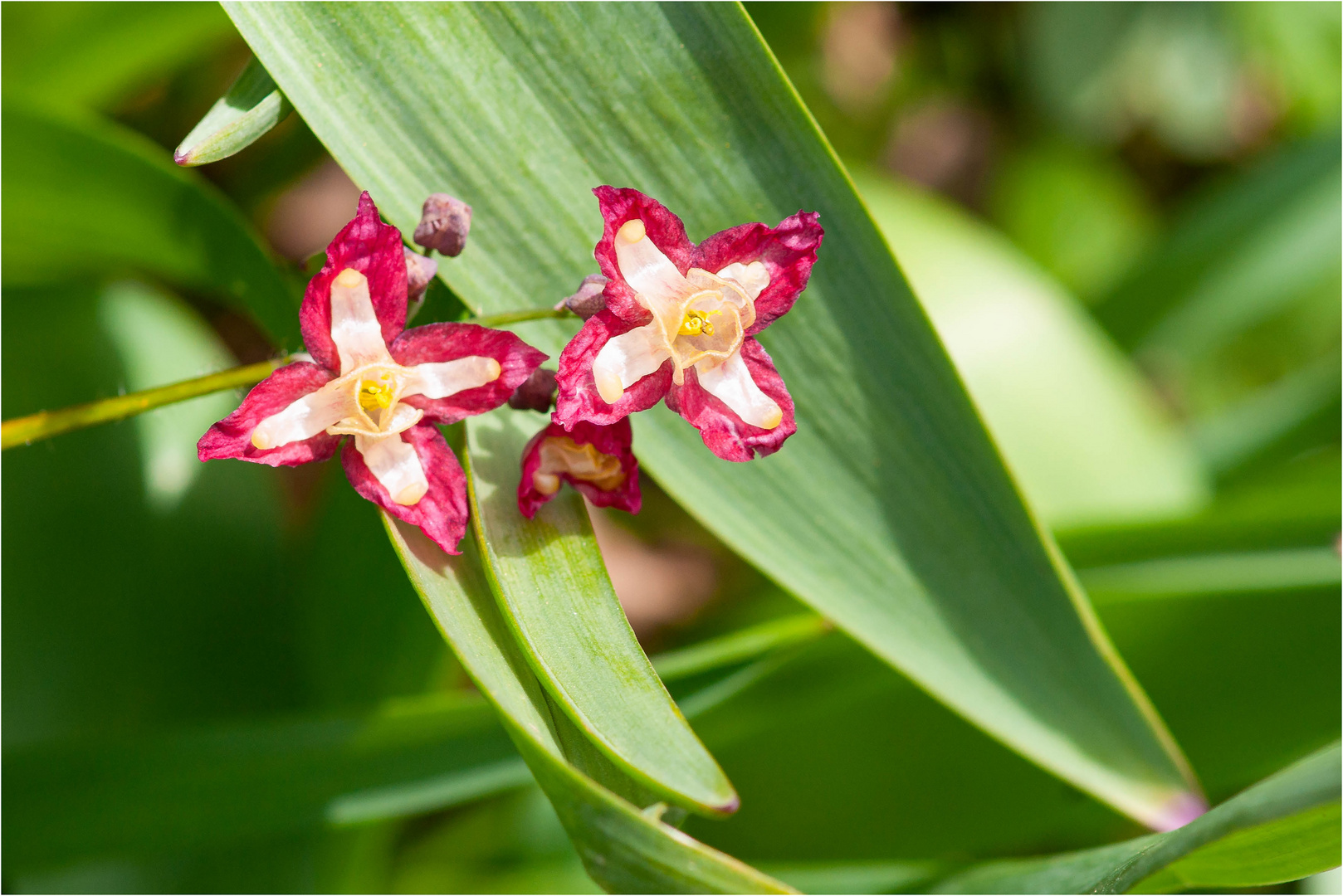 Elfenblume, "Epimedium alpinum" 