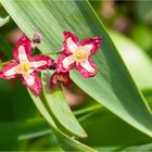 Elfenblume, "Epimedium alpinum" 