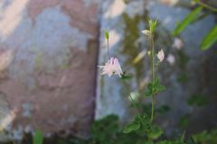 Elfenblume im Märchen