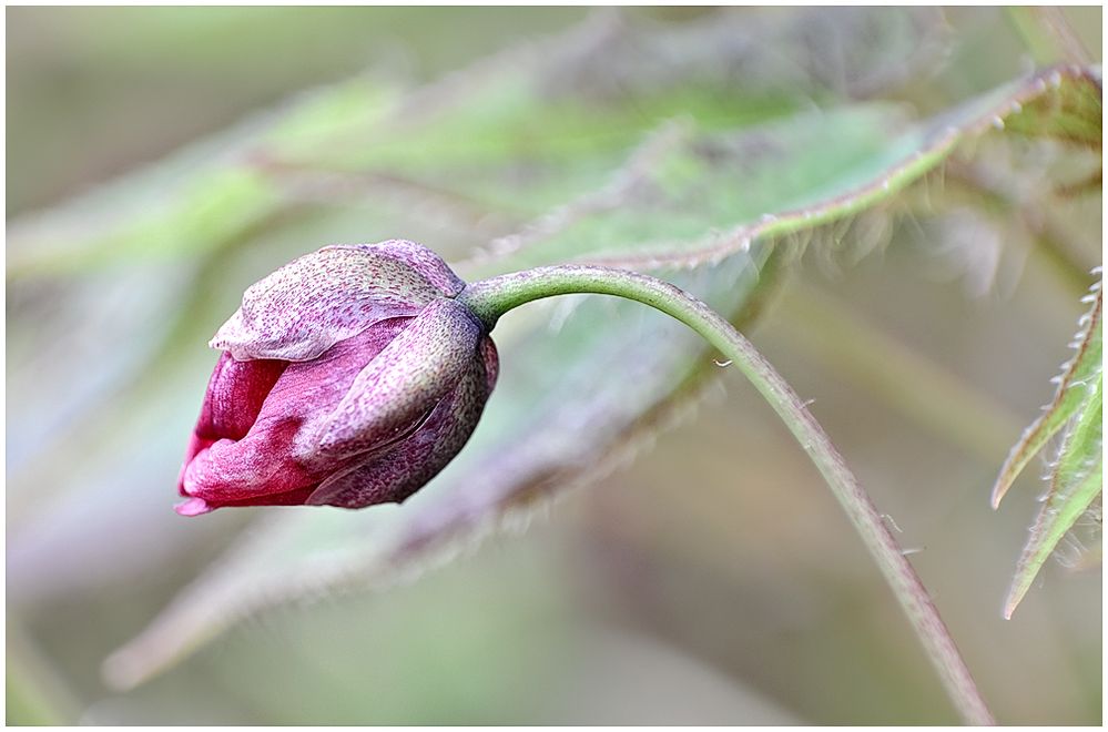 Elfenblumenknospe von Susanne Höft 