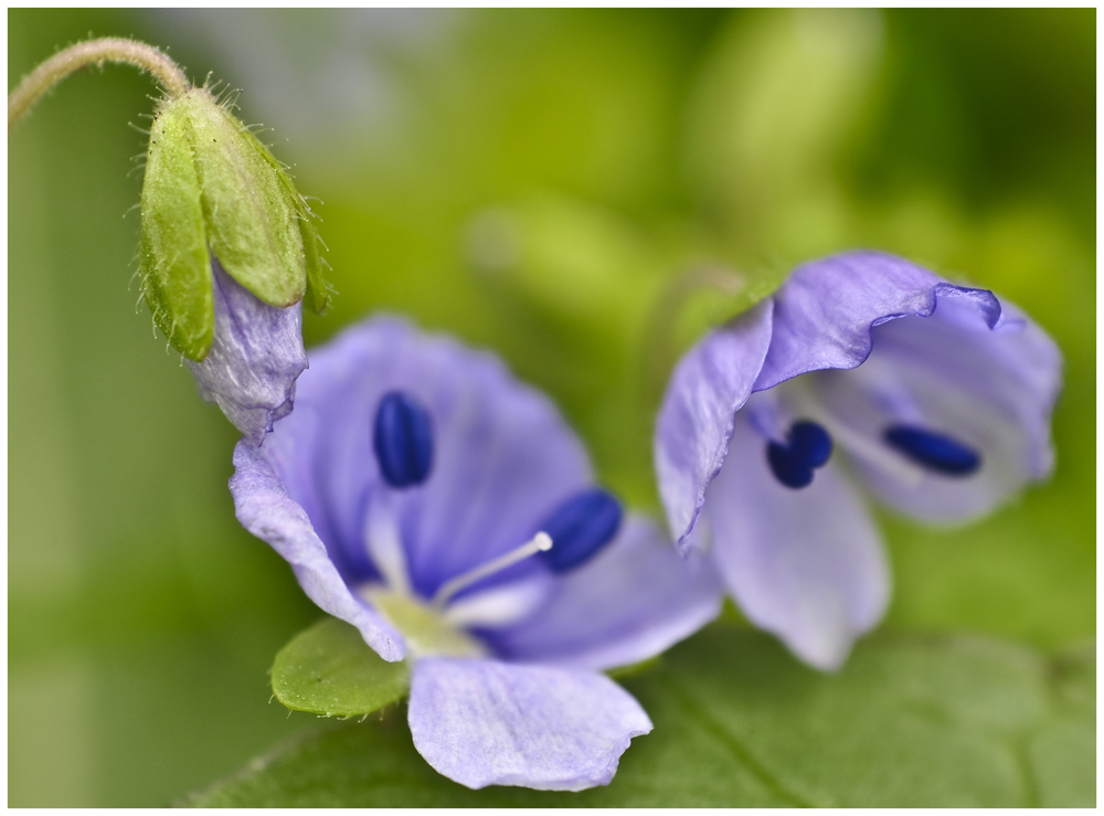 Elfenfrühling