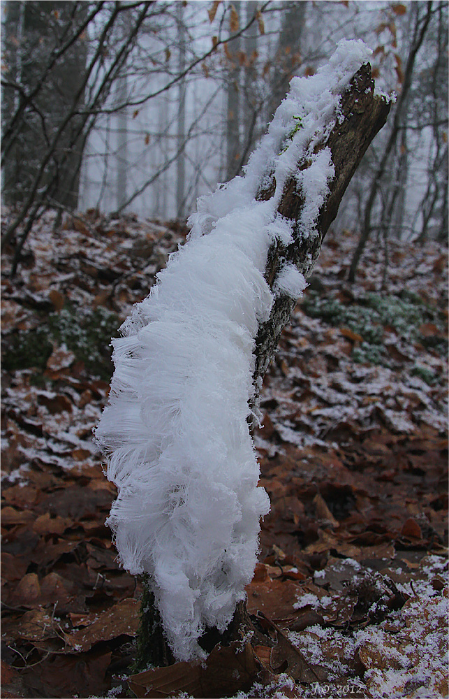 Elfenhaar oder Engelshaar