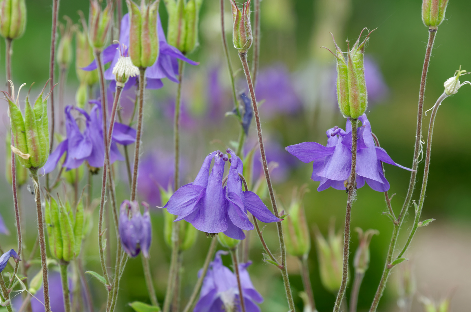 Elfenhandschuh (Aquilegia vulgaris)