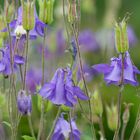 Elfenhandschuh (Aquilegia vulgaris)