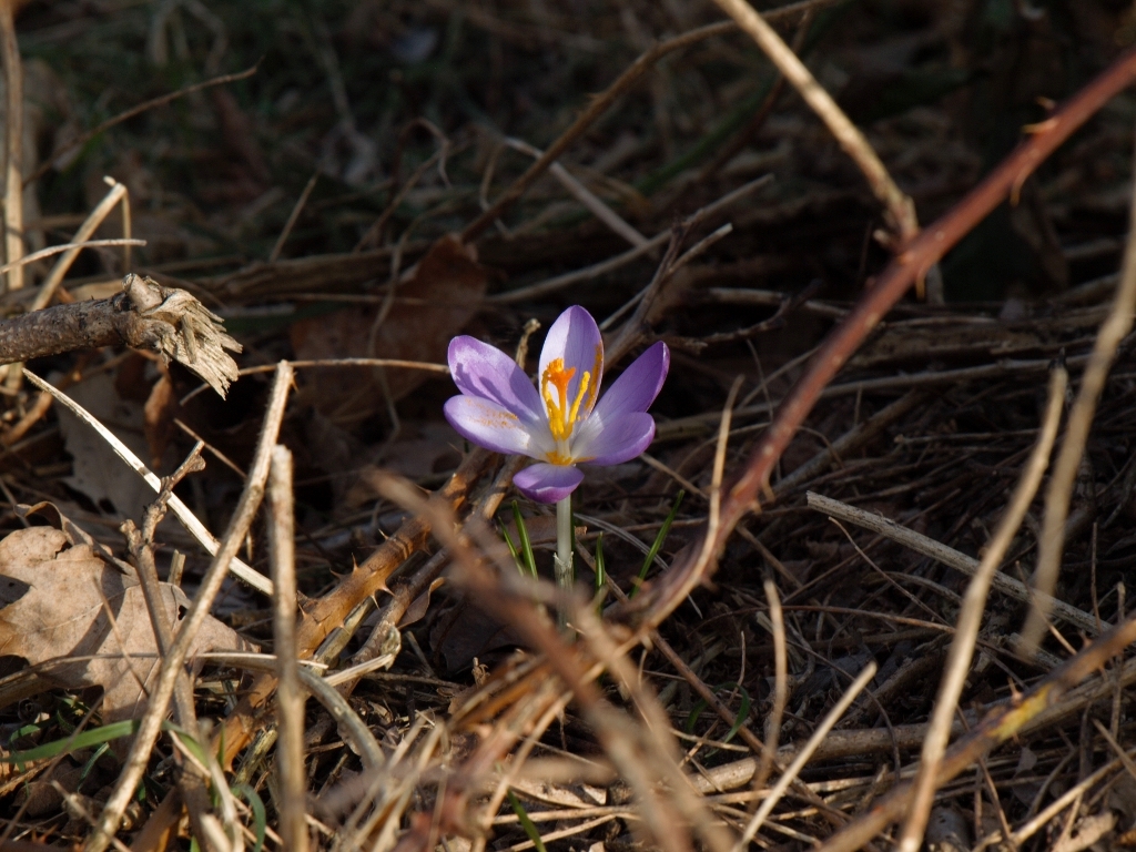 Elfenkrokus