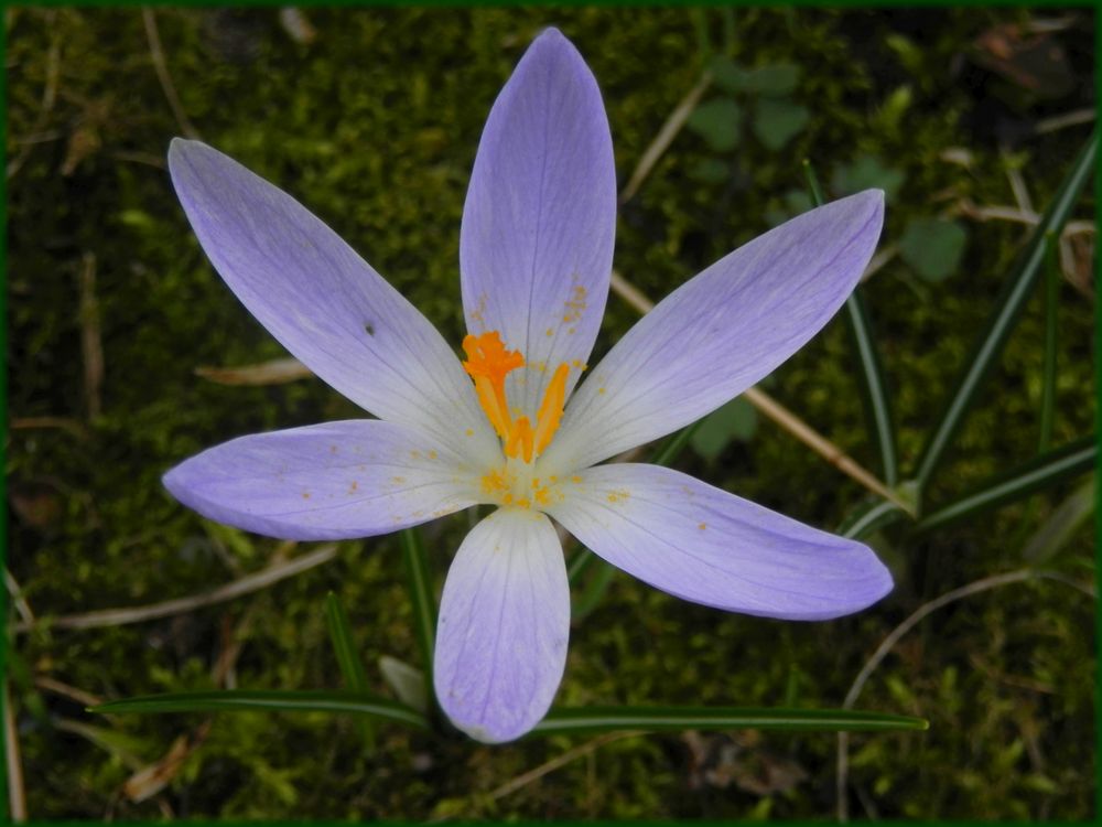 Elfenkrokus (Crocus tommasinianus) - ein echter Hingucker und sehr vermehrungsfreudig