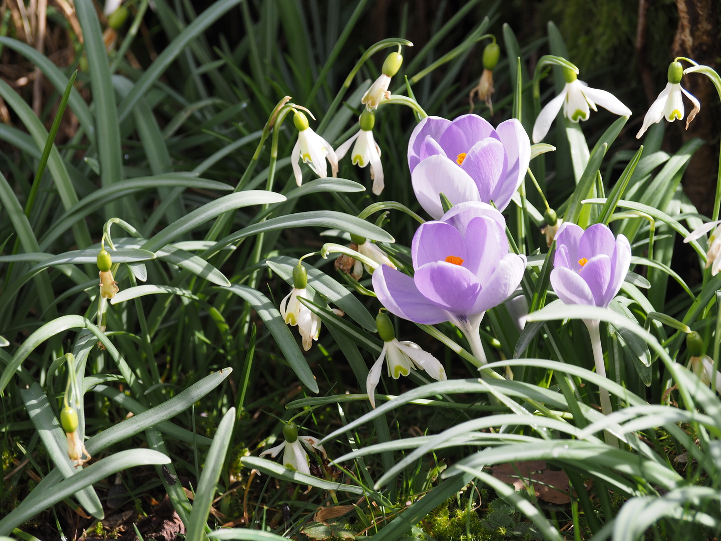 ElfenKrokus zwischen Schneeglöckchen P3220163