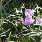 ElfenKrokus zwischen Schneeglöckchen P3220163