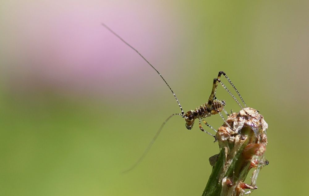 Elfenpferdchen