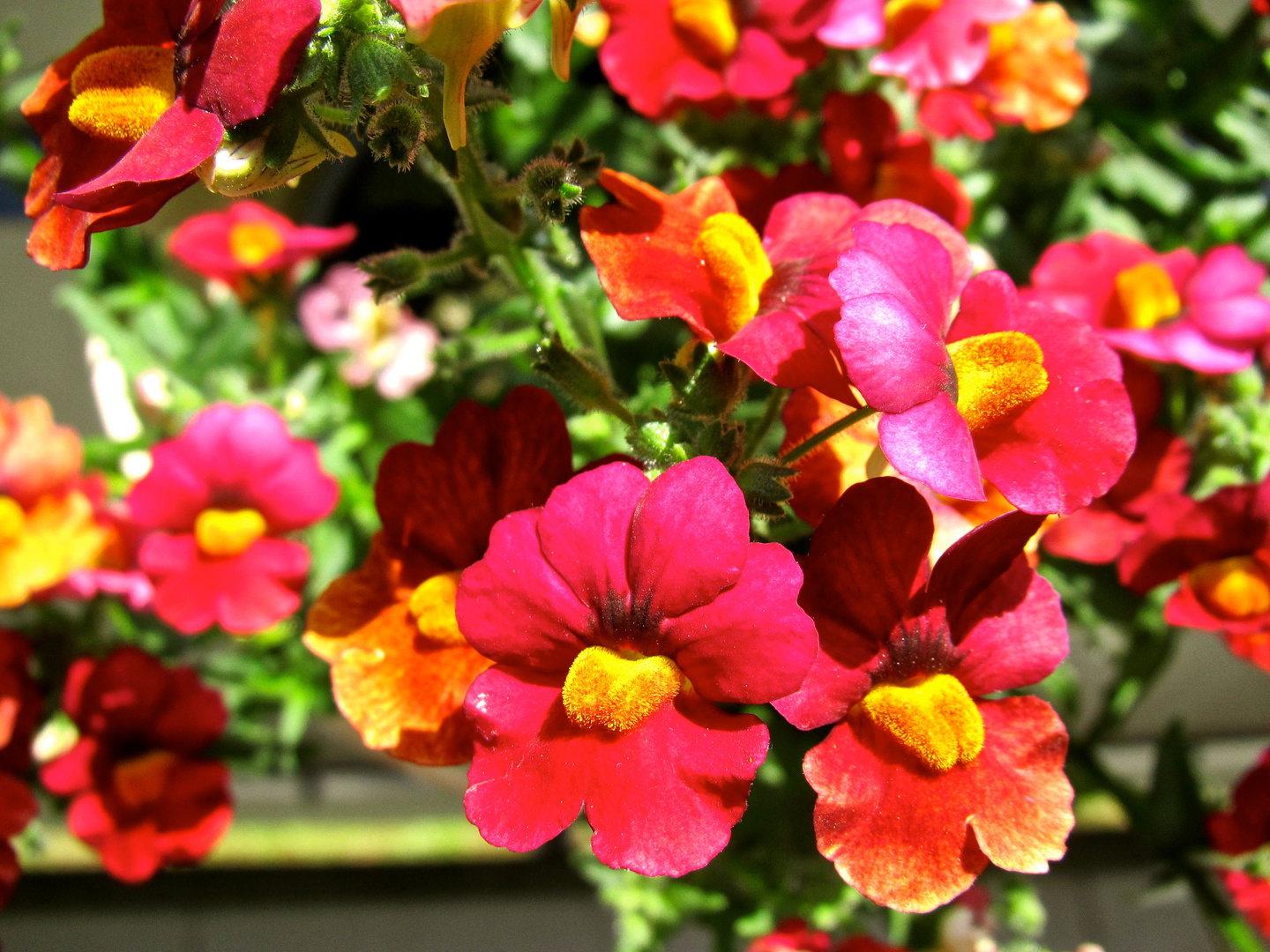 Elfenspiegel (Nemesia)