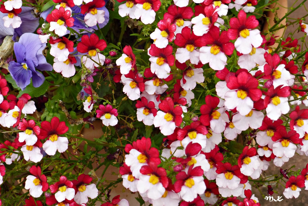 Elfenspiegel (Nemesia)