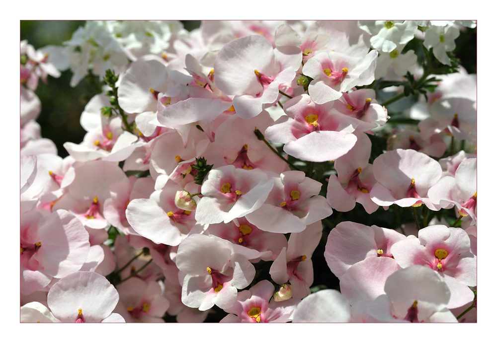 Elfensporn (Diascia)