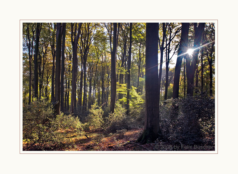 Elfenwald (2)