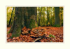 Elfenwald (6)