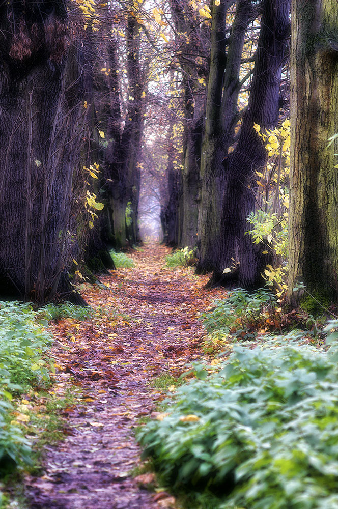 Elfenwald